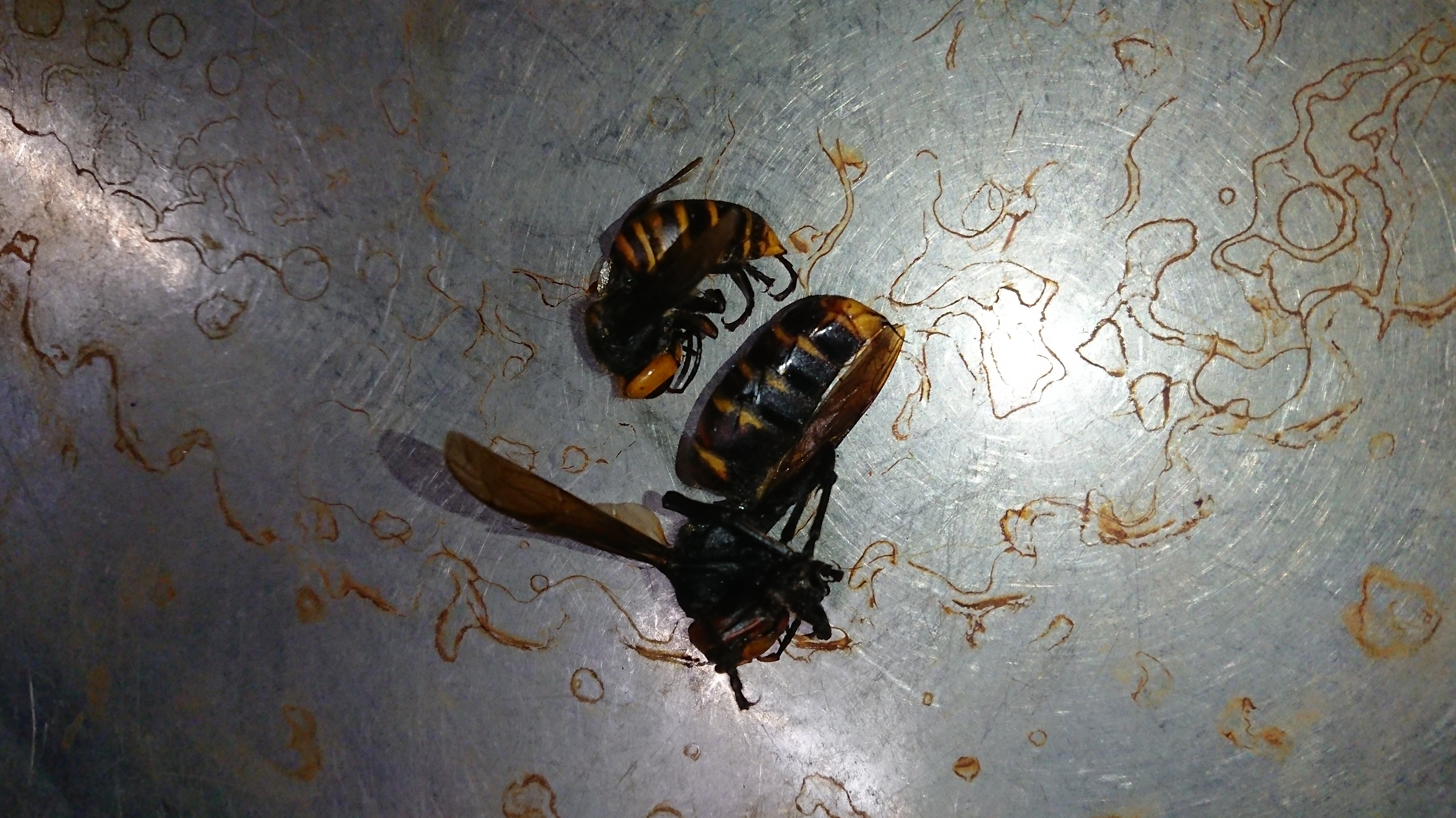 オオスズメバチ オオスズメバチ
