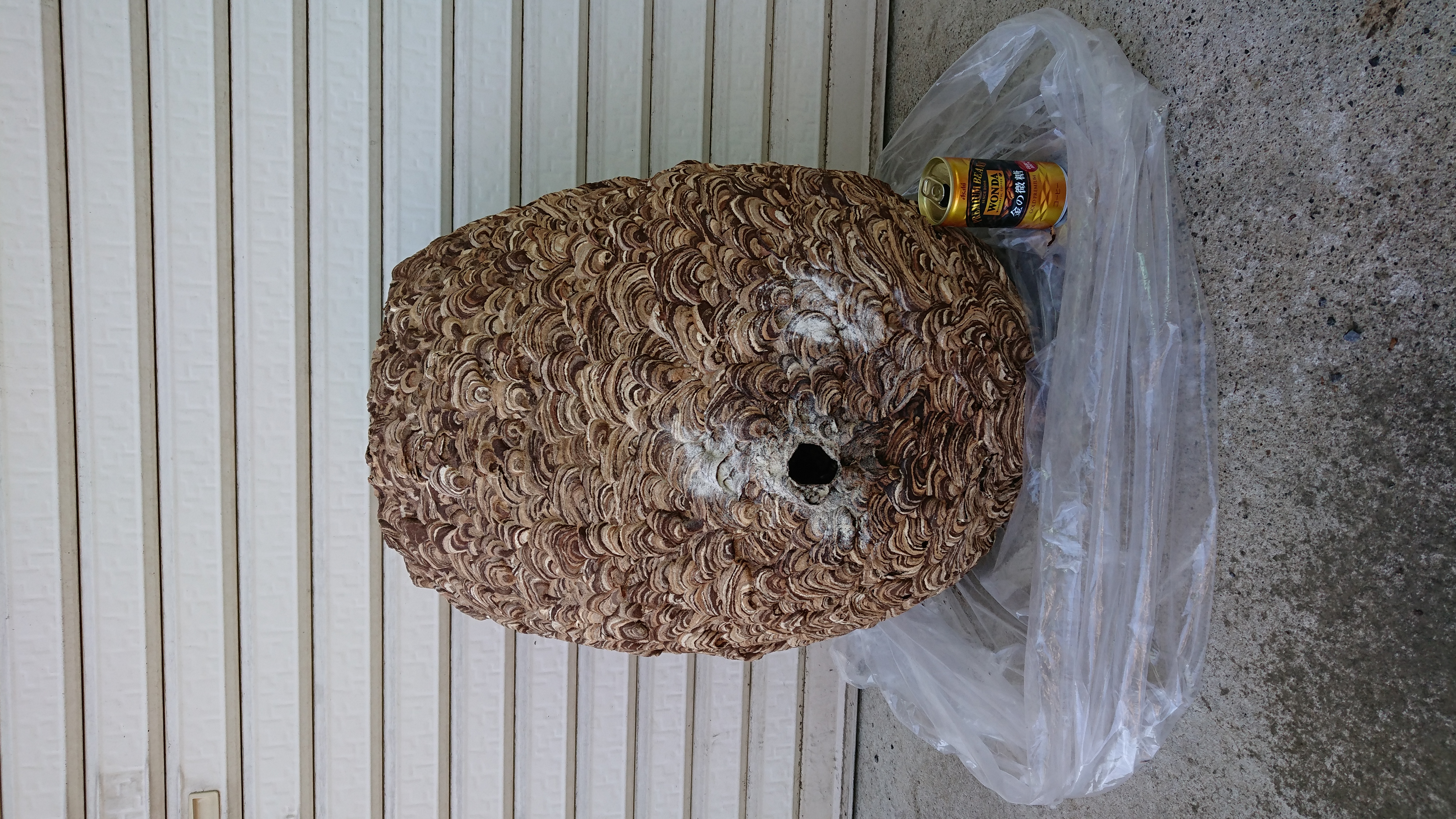今季最大の蜂の巣 今季最大の蜂の巣