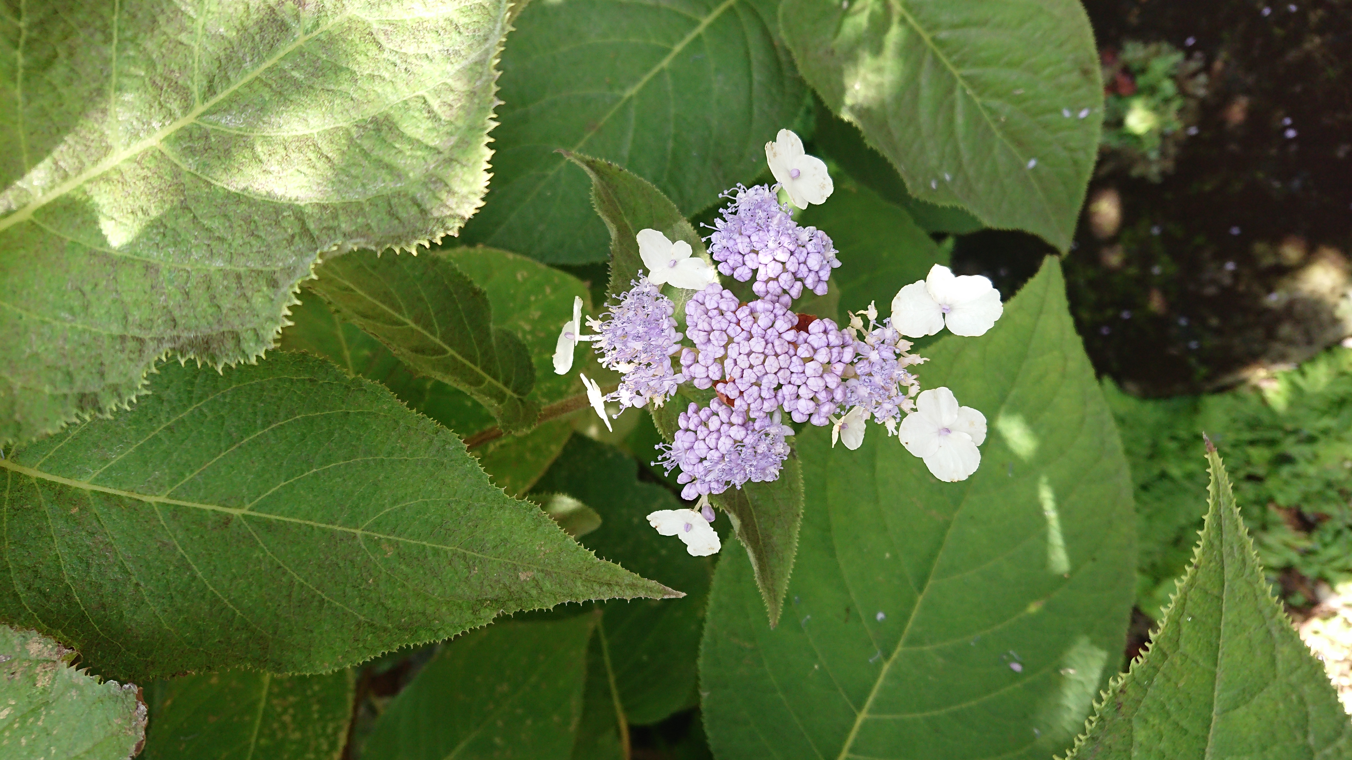 人間紫陽花元気 人間紫陽花元気