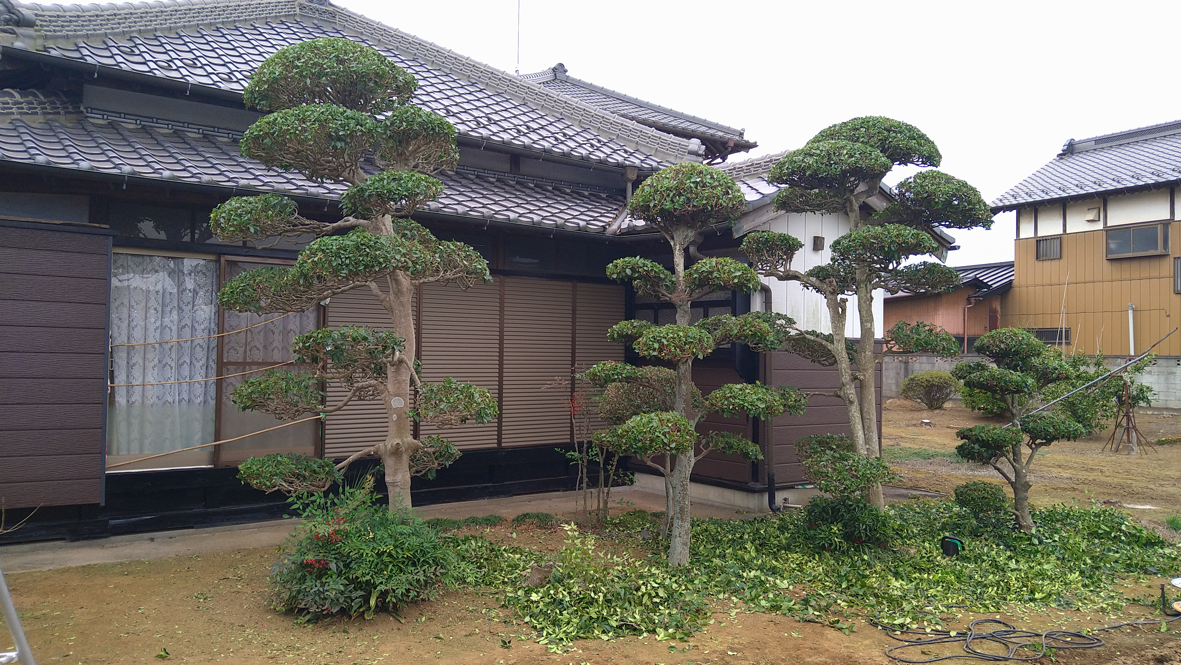 庭木剪定 庭木剪定