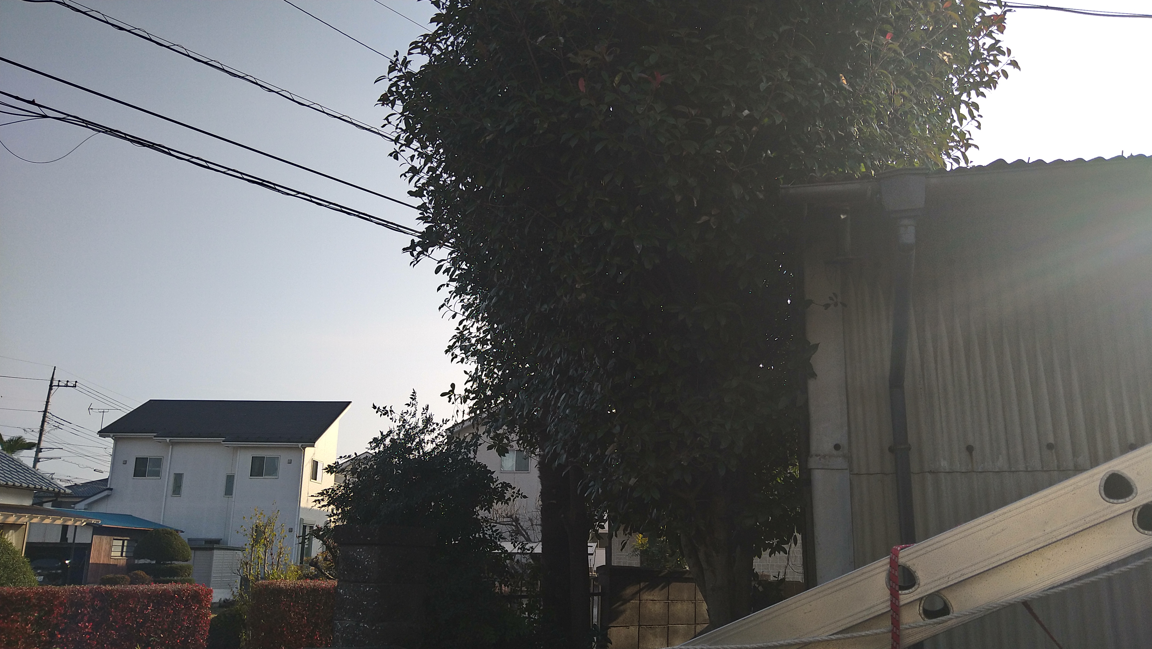 伐採 伐採