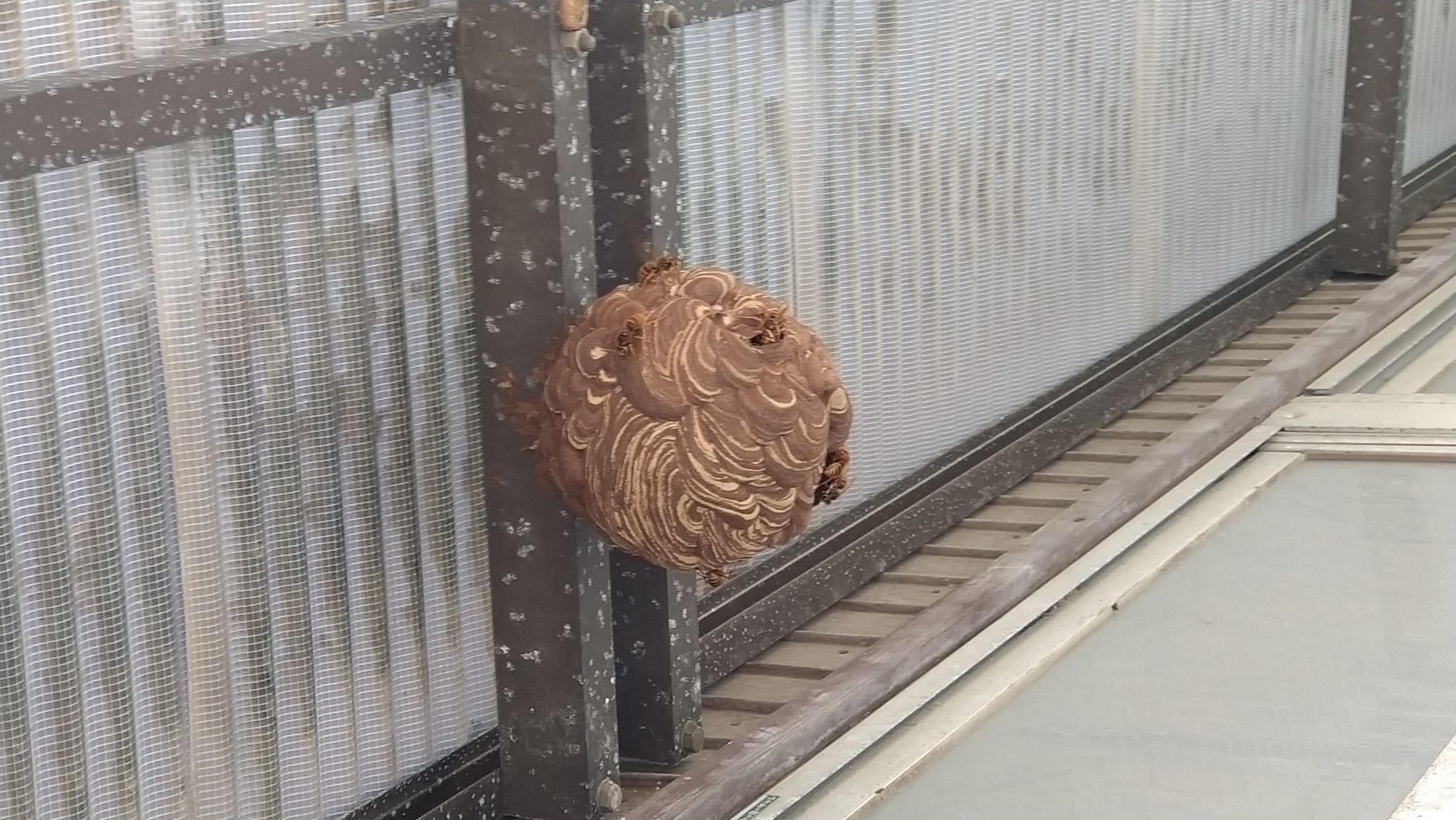 ハチ ハチ